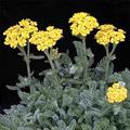 Achillea tomentosa